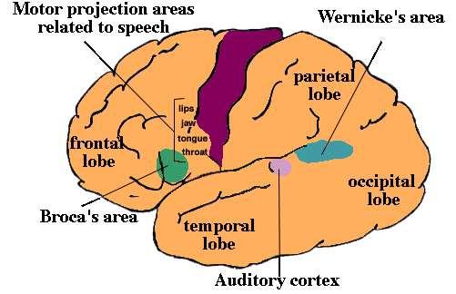 Variazione delle proporzioni delle parti Variazioni Corteccia cerebrale 1) Riduzione dell area associativa visiva (lobo occipitale) 2) Aumento dell area associativa frontale (lobo frontale) -