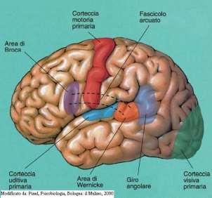 Variazione aree associative Nell emisfero cerebrale sinistro: - l area di Broca (lobo frontale): interviene nella coordinazione delle sequenze motorie per la produzione della parola - l area di