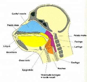 trachea più in basso rispetto a quella degli altri Primati formazione