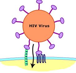 HIV Il recettore CD4 non basta HIV ha bisogno di un co-recettore : CCR5.