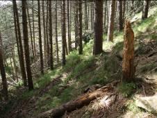 Replicabilità delle azioni üin popolamenti forestali di