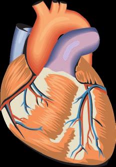 Un persona è vittima di un arresto cardio-respiratorio quando: 1 è priva di coscienza; 2 non respira spontaneamente (o ha un respiro boccheggiante - gasping); 3 non è possibile rilevare il polso all