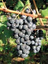 zonazione La scelta dei vitigni e degli appezzamenti in cui coltivarli è il vitigni La valorizzazione delle specificità e delle