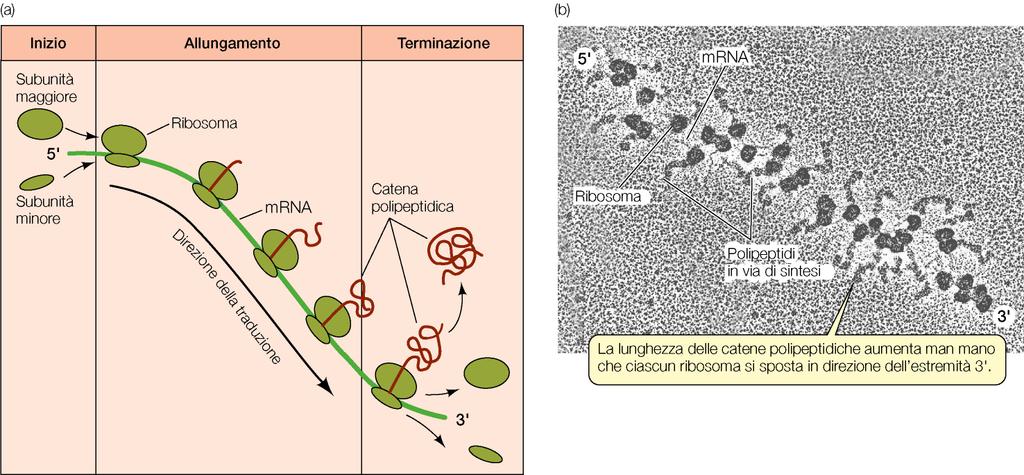 vescicole secretorie