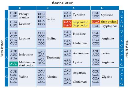 Codice genetico è un codice a triplette di nucleotidi, detti codoni codice genetico anni 60 I codoni specificano per gli aa. In totale 4 3 =64 codoni.