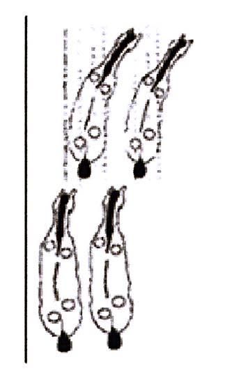 B.42.9 Transizioni I cambiamenti di andatura devono sempre essere fatti in maniera fluida e rapida, con il cavallo che rimane in equilibrio ed in appoggio.