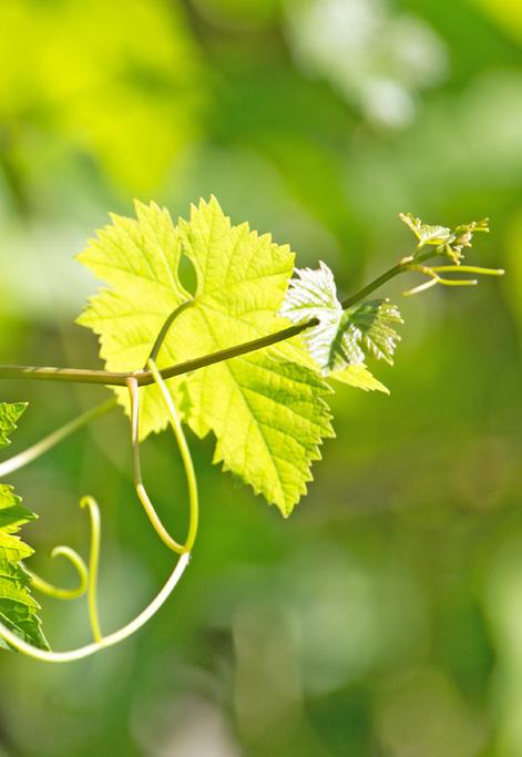 Tradizionali Sono l espressione delle uve presenti da secoli nel nostro territorio. Rappresentano i vini di tradizione, freschi e di pronta beva.