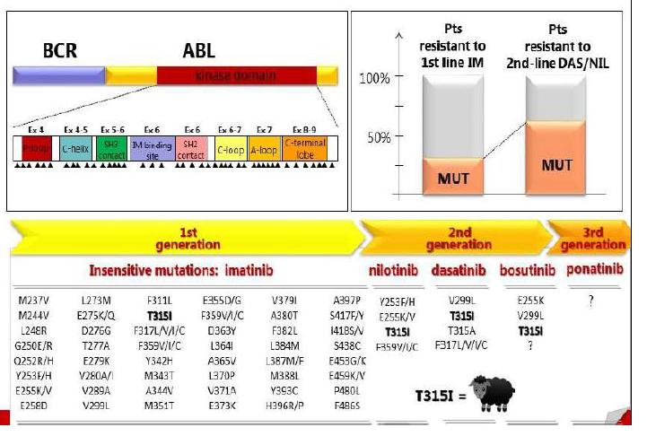 Resistenza ai TKI: le mutazioni di ABL Muta<ons in the BCR-ABL1 Kinase Domain and Elsewhere in Chronic Myeloid