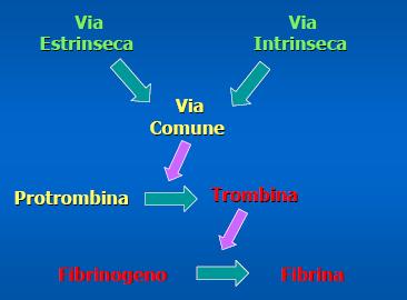 Coagulation cascade In vitro, si distinguono due vie di attivazione della cascata della coagulazione: via intrinseca via estrinseca, convergono in una via