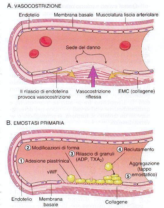 Haemostasis A. Dopo il danno vascolare, fattori locali neuro-umorali inducono una transitoria vasocostrizione. B.