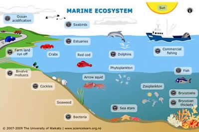 Nel secondo criterio (impatto dei rifiuti sulla vita marina) è stato definito un indicatore: - tendenza nella quantità e nella composizione
