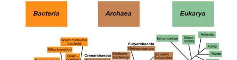 ORGANISMI VIVENTI EUCARIOTI PROCARIOTI Albero filogenetico universale PLURICELLULARI EUKARYA UNICELLULARI ARCHAEA BACTERIA UNICELLULARI CELLULE EU- CARIOTE CELLULE PRO- CARIOTE Le DIFFERENZE