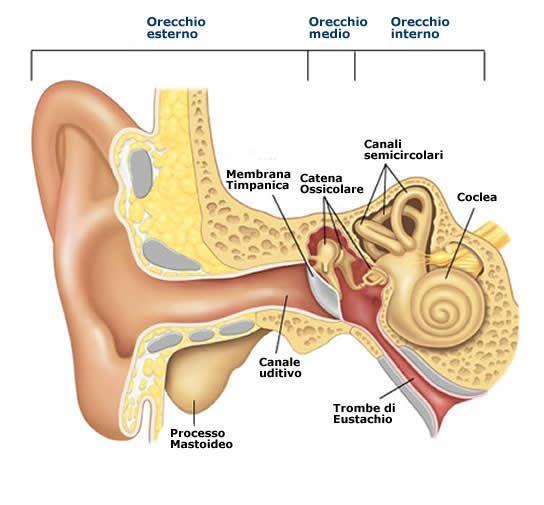 UDITO Trasduzione delle onde sonore in impulse neurali Nervo