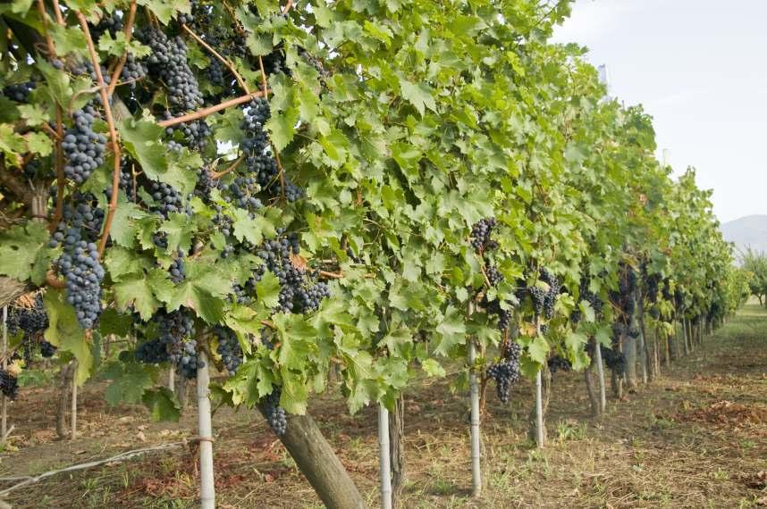 Solo dalle vinacce fresche Una selezione di vinacce fresche di vendemmia è l ingrediente principe di questa grappa invecchiata in edizione