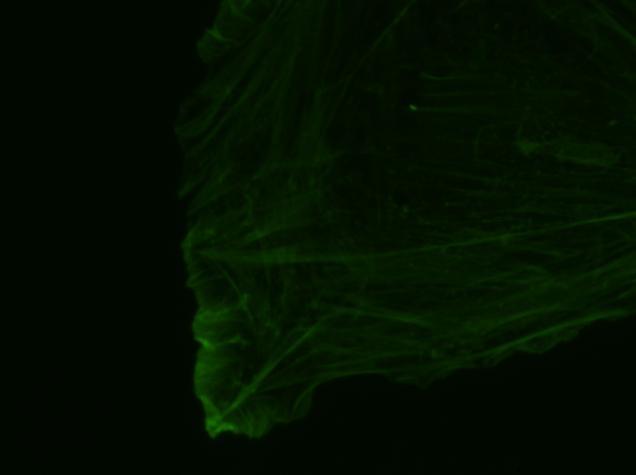 Photobleaching Perdita progressiva della capacità di un fluoroforo di emettere fotoni in risposta ad uno stimolo luminoso.