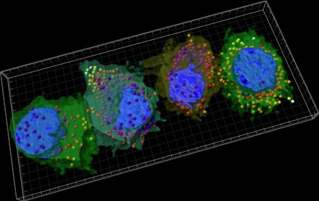 Il processo di analisi Studio interazioni dei comparti cellulari Distanza vescicole Nuclei Colocalizatione dellevescicole (Intensità