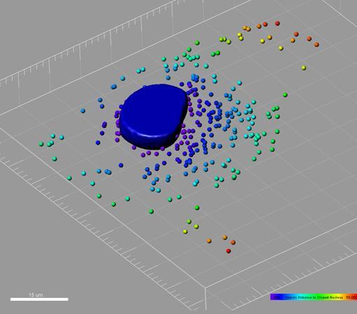 per nucleo Numero di vescicole per cellula, Densità delle vescicole per cellule,, Volume delle vescicole per cellula Nuclei per