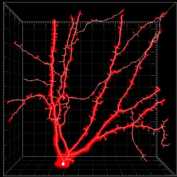 Statistica distribuzione spine Orientamento dendriti