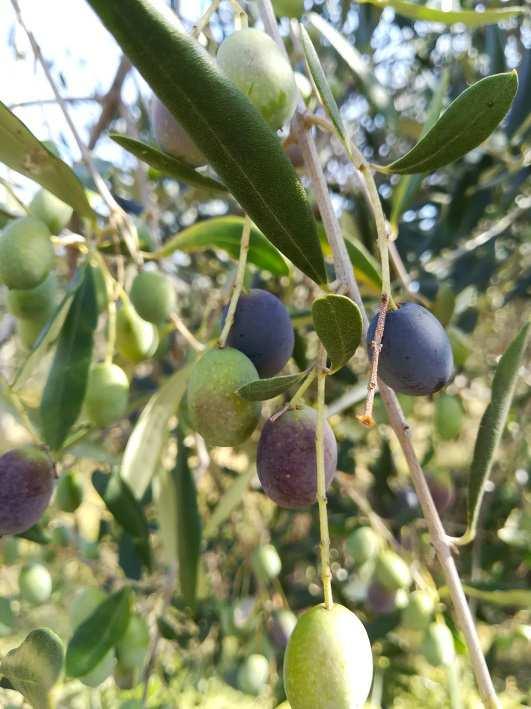 inizio della maturazione (fase BBCH 80), in cui si comincia ad evidenziare il viraggio di colore della superficie dei frutti da verde a verde chiaro-giallognolo anche