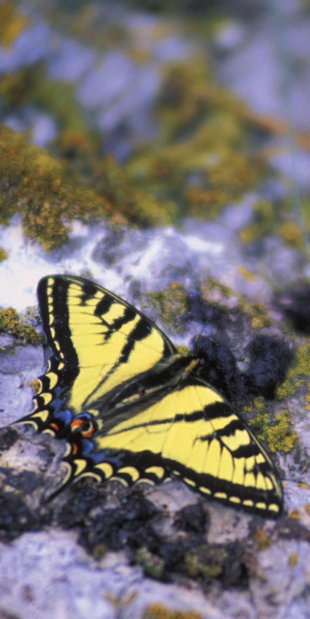 «IL NOSTRO SERVIZIO AMBIENTALE... Con noi potrete mettere a punto nuovi standard ecologici. Gli sforzi da voi profusi riguardo la tutela ambientale sono da noi attuabili.