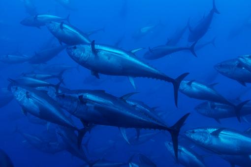 FILETTI DI TONNO ROSSO Il Tonno Rosso è, tra le tante specie di tonno esistenti, sicuramente la più ricercata e pregiata.
