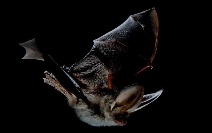 Perchè ToscoBat La collaborazione fra Chirotterologi e Speleologi è fondamentale per raccogliere preziose informazioni sui pipistrelli delle cavità sotterranee.