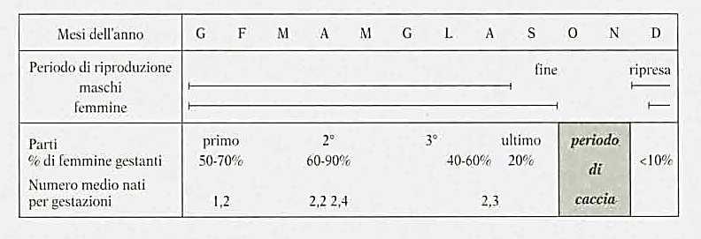 NATALITÀ: Stagione riproduttiva : 8 mesi; più intensa in primavera estate N dei parti/anno: 3-4 in