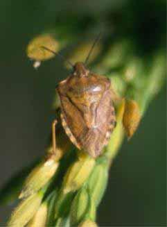 Carpocoris pudicus pentatomide 3.