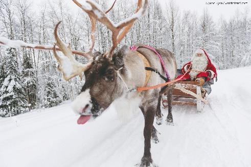Giorno 3 Visita alle renne di Babbo Natale Colazione in hotel. Mattinata dedicata alla visita delle renne di Babbo Natale.