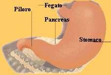 Perché il cibo non entri in trachea durante la deglutizione, vi è una lamina, l epiglottide, che la chiude. L esofago è un tubo elastico-muscoloso, lungo 20/25 cm.