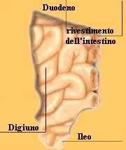 rivestite da una mucosa ricca di ghiandole che secernono il succo gastrico. Il piloro è la valvola di comunicazione dello stomaco con l intestino.