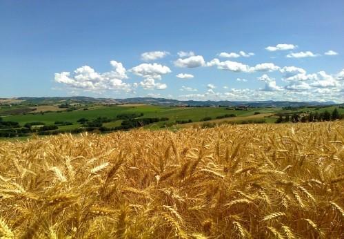 Ambito AGROALIMENTARE