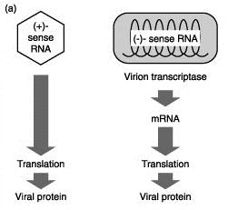 Virus Classe IV e V From Wagner and Hewlett