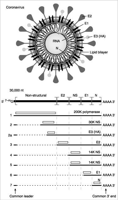 RNA (+), Coronaviridae I messaggeri hanno in comune una breve sequenza al 5 e sequenze di