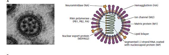 RNA (-), virus influenza A (Orthomyxoviridae) Replicano nel nucleo!