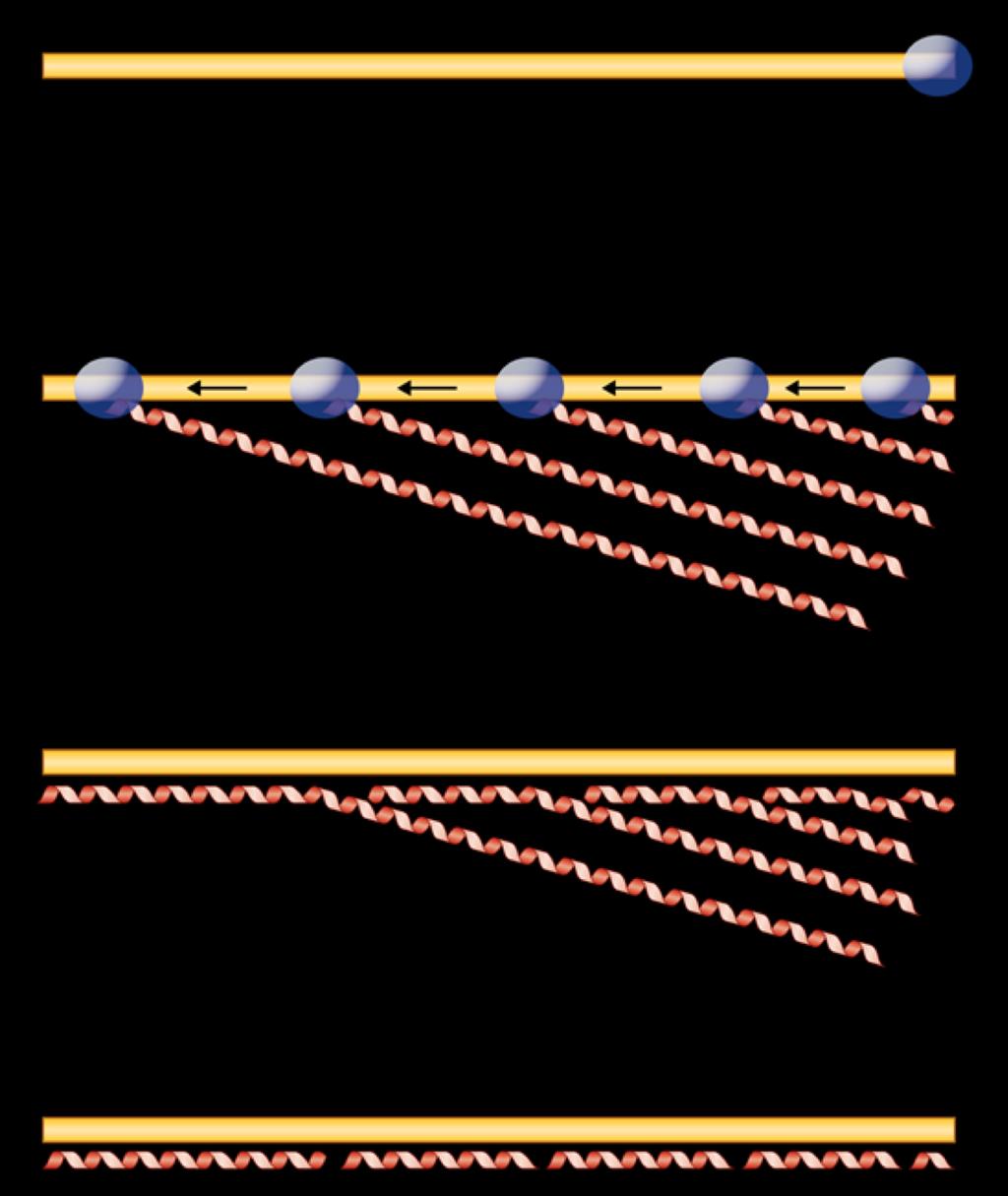 Replicazione genomi ad RNA dei virus delle