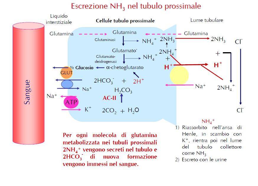 Acidosi