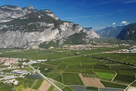 TEROLDEGO ROTALIONO D.O.C. Vino principe del Trentino, la sua presenza è documentata nella Piana rotaliana fin dal 1300, anche se ci sono testimonianze che risalgono già al 200 d. C.