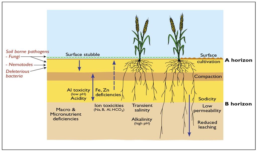 FACTORS LIMITING PRODUCTIVITY IN LOW YELDING ENVIRONMENTS