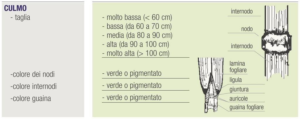 CARATTERI MORFOLOGICI CULMO Taglia - Colore nodi - Colore internodi - Colore guaina Lunghezza culmo: dalla