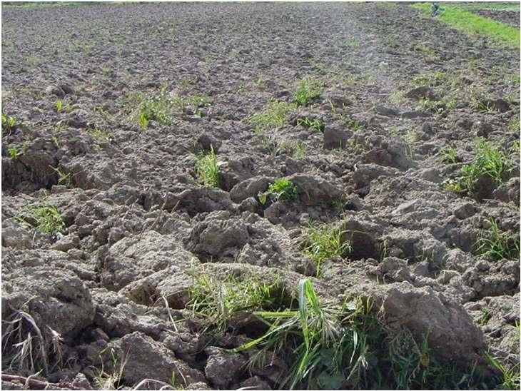 CONSIDERAZIONI AGROFENOLOGICHE Cereali e foraggere Le condizioni termo-pluviometriche del mese di marzo hanno consentito ai cereali di proseguire regolarmente il ciclo colturale.
