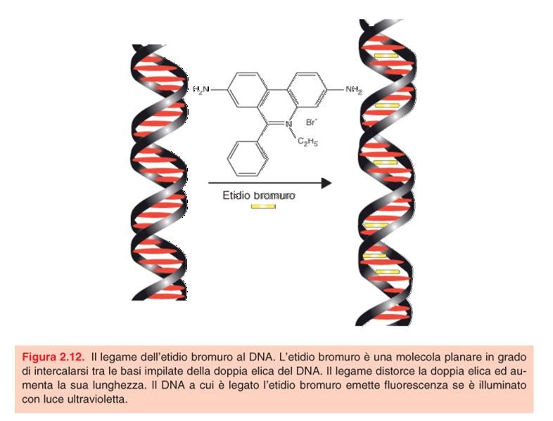 Etidio Bromuro (EtBr): Colorante fluorescente assorbe la luce UV a 300 nm dando colore giallo-arancio Permette di A.