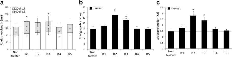 PROMOZIONE DELLA PRODUZIONE DEI FRUTTI Esperimenti di batterizzazione di piante adulte di Syrah (C.