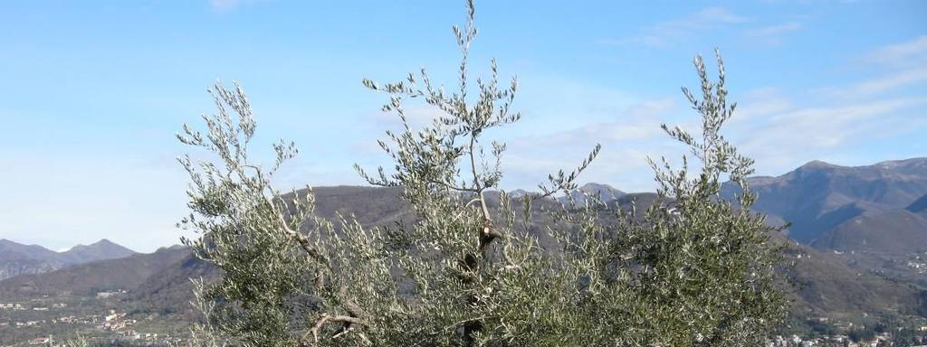 Figura: esempio di olivo allevato correttamente a vaso policonico. CONCIMAZIONE FOGLIARE CON BORO La fioritura dell olivo è ormai prossima.
