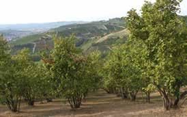 Il marchio Maison della Nocciola è strettamente legato alla Nocciola Piemonte IGP, da sempre simbolo delle Langhe, e rappresenta il proseguimento di una prestigiosa