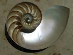 Figure: Sezione della conchiglia di un Nautilus (mollusco) Hynek