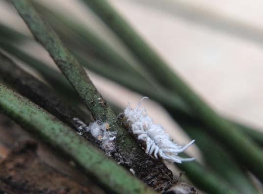 Foto 3 Larva di Cryptolaemus montrouzieri nell atto di predare la cocciniglia su aghi di pino a Milano Marittima (foto Bioplanet) Nei giorni scorsi i tecnici della Bioplanet, biofabbrica di insetti
