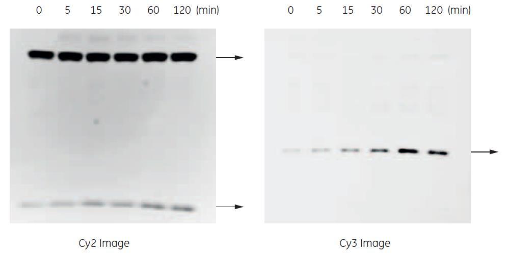 ImageQuant LAS 4000 biomolecular