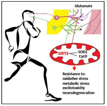 Mitochondrial SIRT3 Mediates Adaptive Responses of Neurons to Exercise, and Metabolic and Excitatory Challenges Cheng A et al, Cell Metab. 2016 January 12; 23(1): 128 142. doi:10.