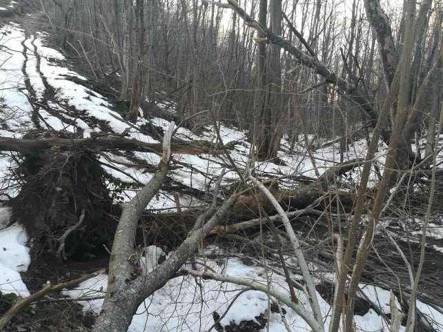 Foto 4 - Esemplare di castagno sradicatosi per cause naturali. La presenza di alberi morti è indice di un ecosistema in equilibrio e di biodiversità elevata.